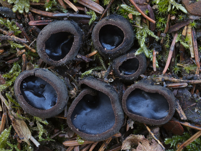 Pseudoplectania nigrella